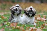 SHIH TZU 125